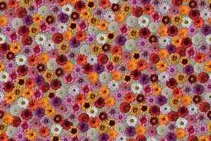 Ковролин Flotex Vision Image 000538 Multifloral фото  | FLOORDEALER